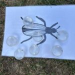Becherlupen stehen auf einer Käferabbildung und ermöglichen den Schülerinnen und Schülern die Beobachtung kleiner Insekten.